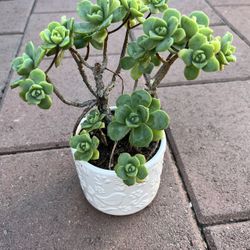 Homegrown organic green jade succulent in white ceramic pot