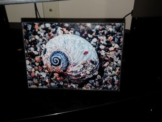 Shell In Grains Of Coastal Sand