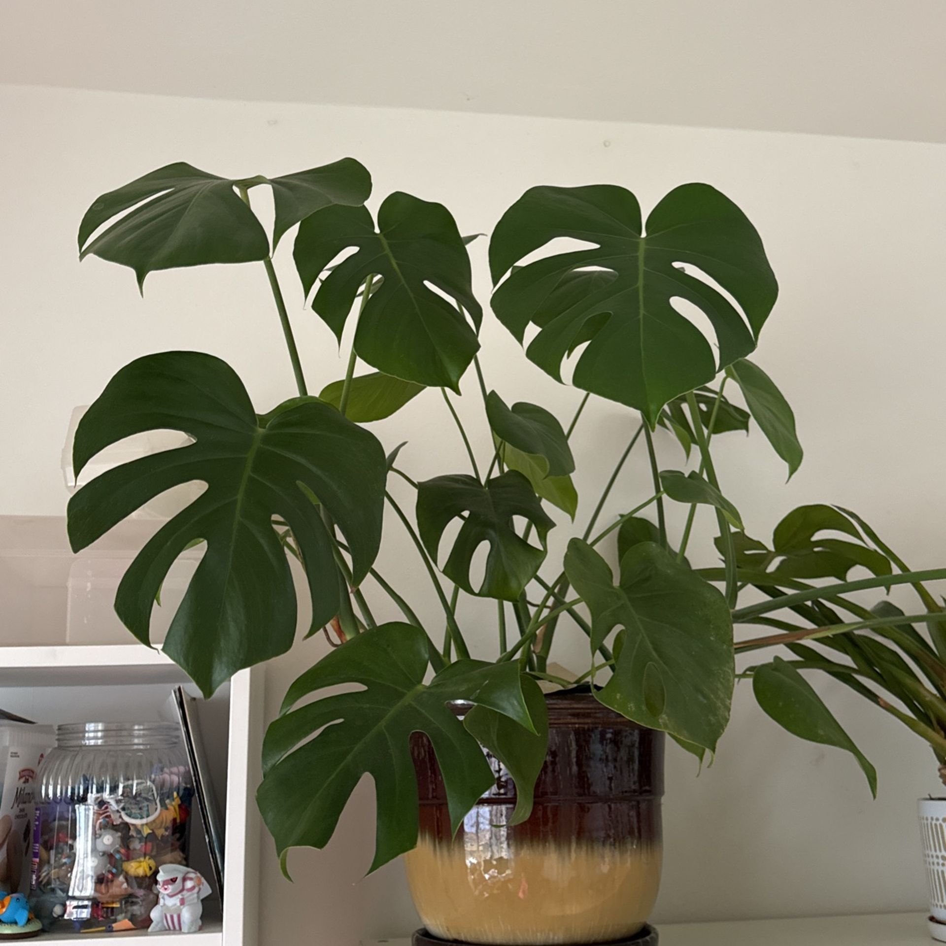 Large Monstera Plant With 12 Inches Ceramic Pot 