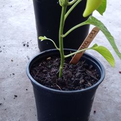 Pepper Plants 