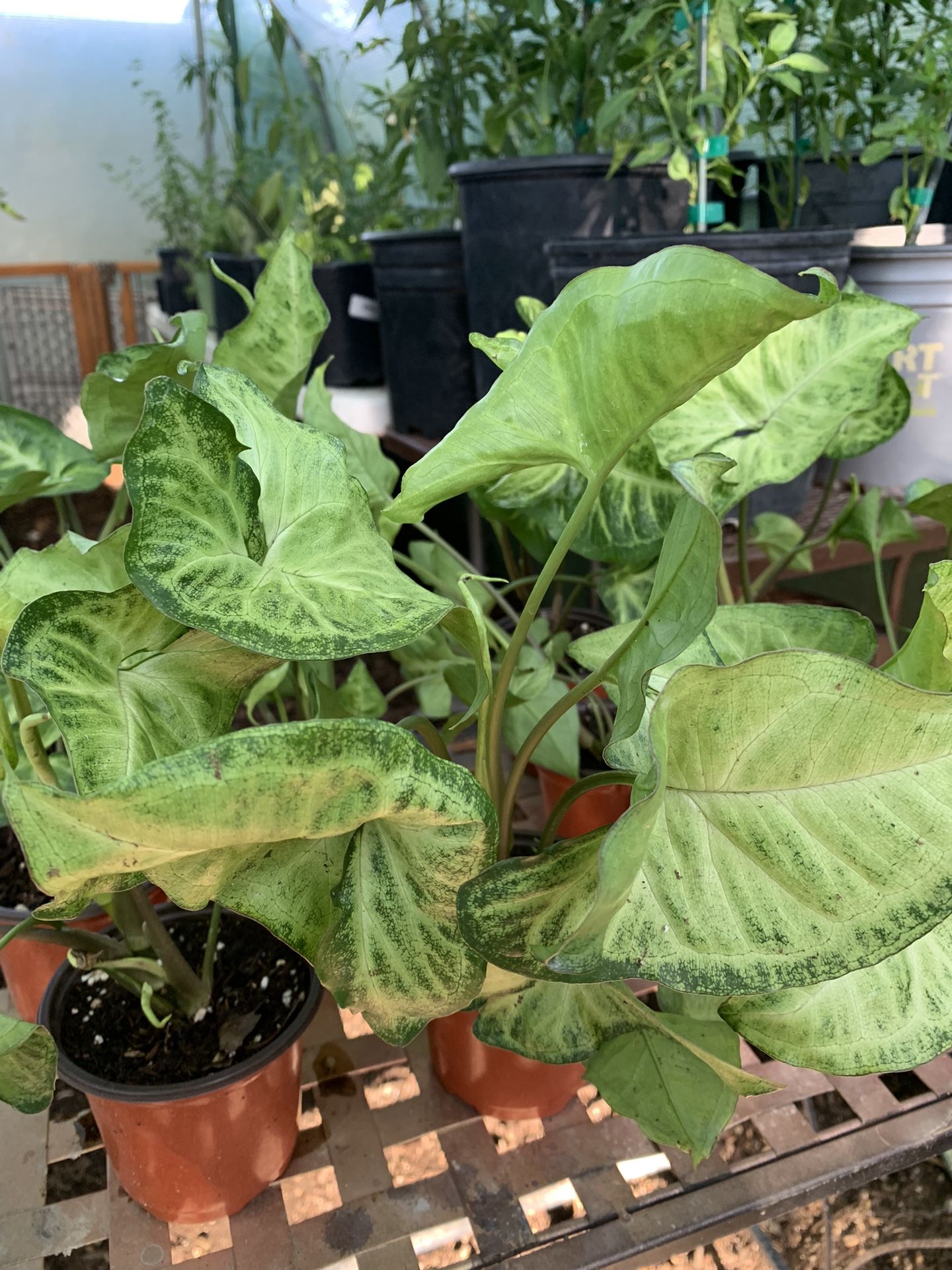 White Butterfly Arrowhead Vine Live Hanging Plant Indoor Houseplant - 4 Inch Pot