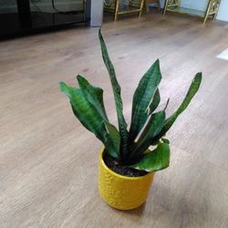 Snake Plant Indoor