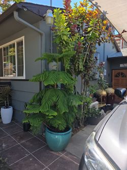 Amazing STAR 🌟  PINE TREE 🌲 OVER 8 FT  TALL