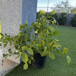 Arabian Jasmine Plant