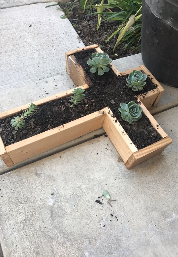 Succulent with Wood planter