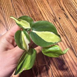 Philodendron Cream Splash Plant