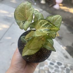 4” syngonium confettii