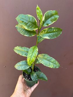 4” hoya multiflora variegated