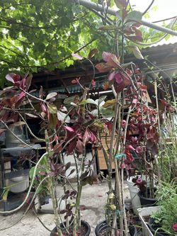 African milk bush