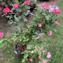 Outdoor rose