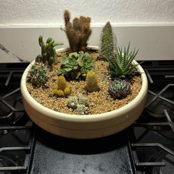 Potted Succulent 