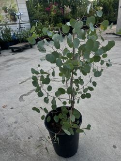 Eucalyptus