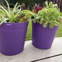 Set Of Succulents And Spider Plant For Only 15 For Both Of Them