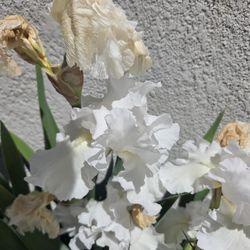 Iris bulbs