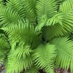 Perennial Ostrich fern. - plants