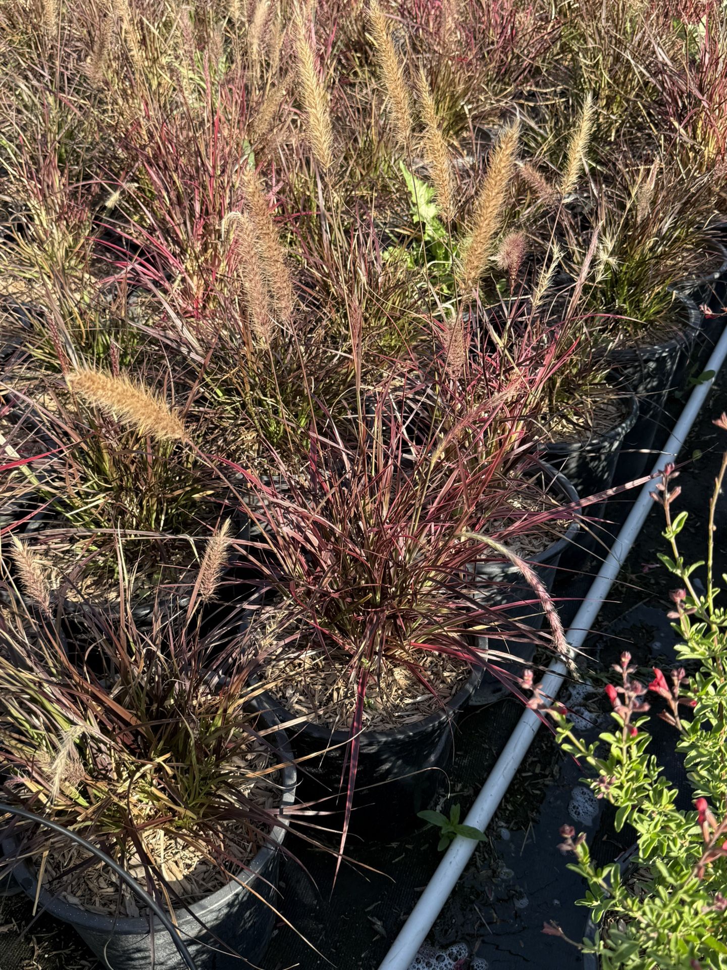 Red Fountain Grass