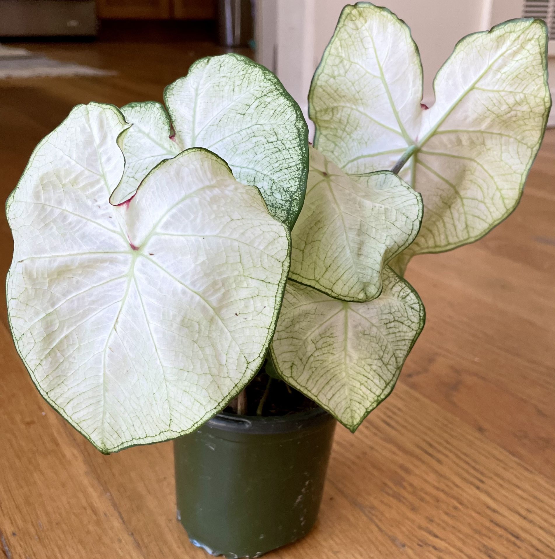 Caladium White Delight / Free Delivery Available