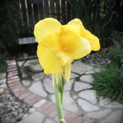 Yellow Canna Lily Plant Starters Push See More for All Info