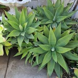 Succulents Foxtail Agave 3 Feet Tall