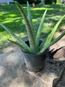 Aloe Vera