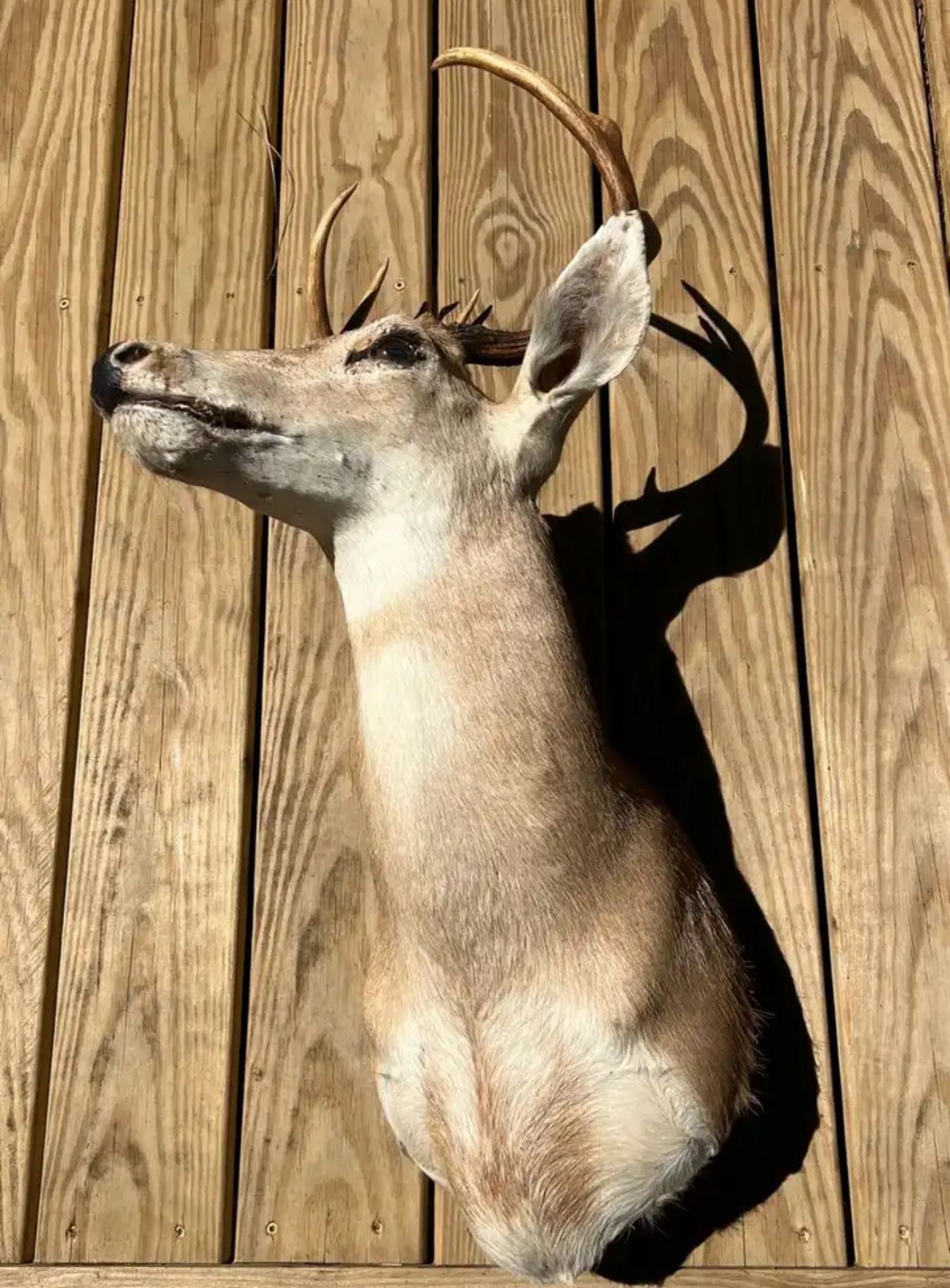 Deer Head Mount