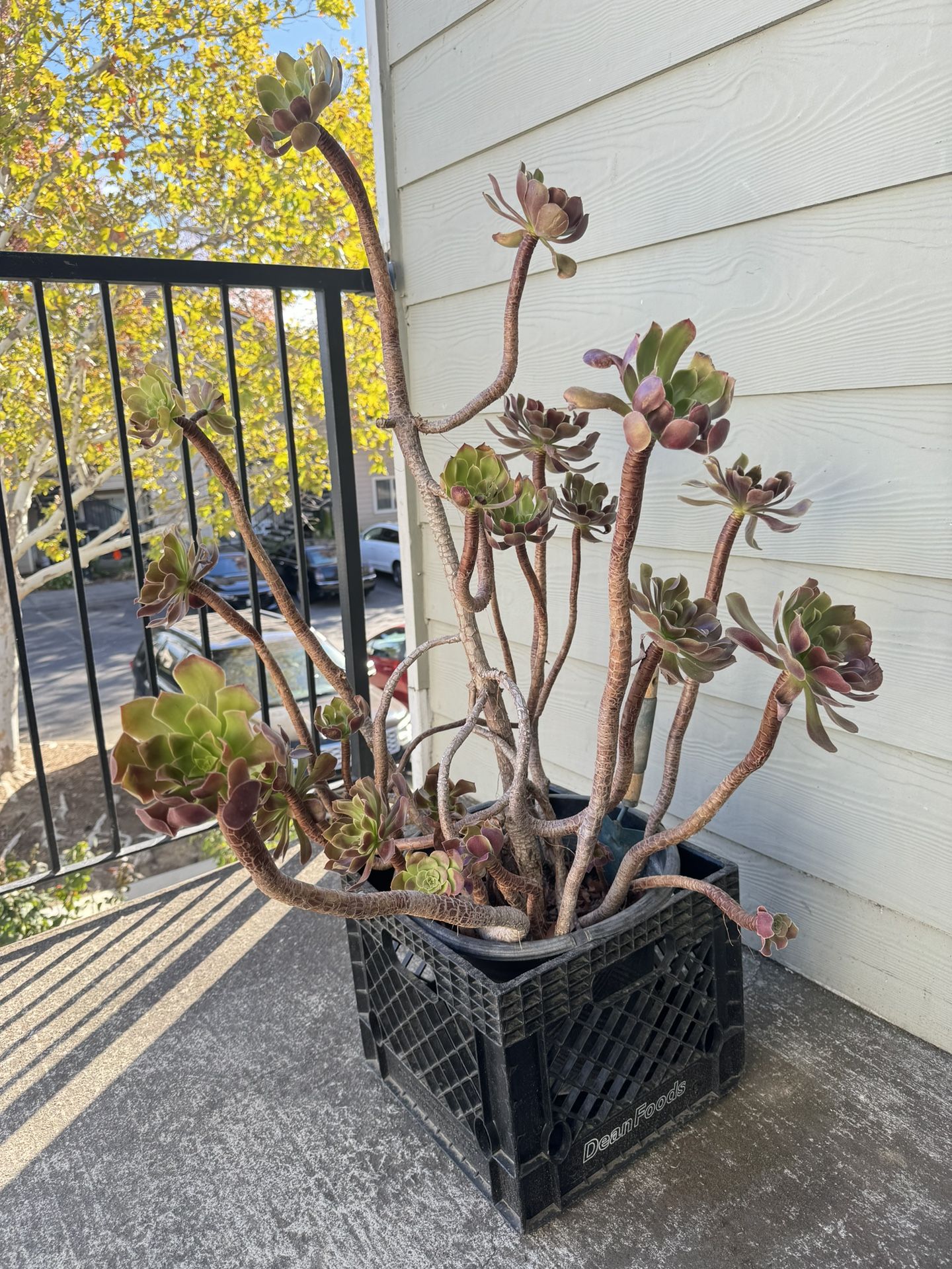 Succulents