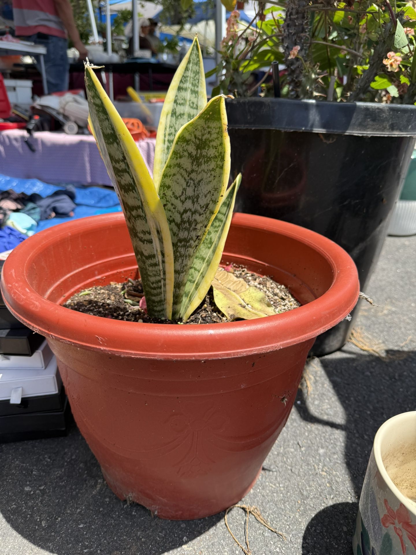 Plant