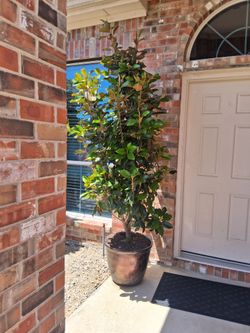 Magnolia Tree $250