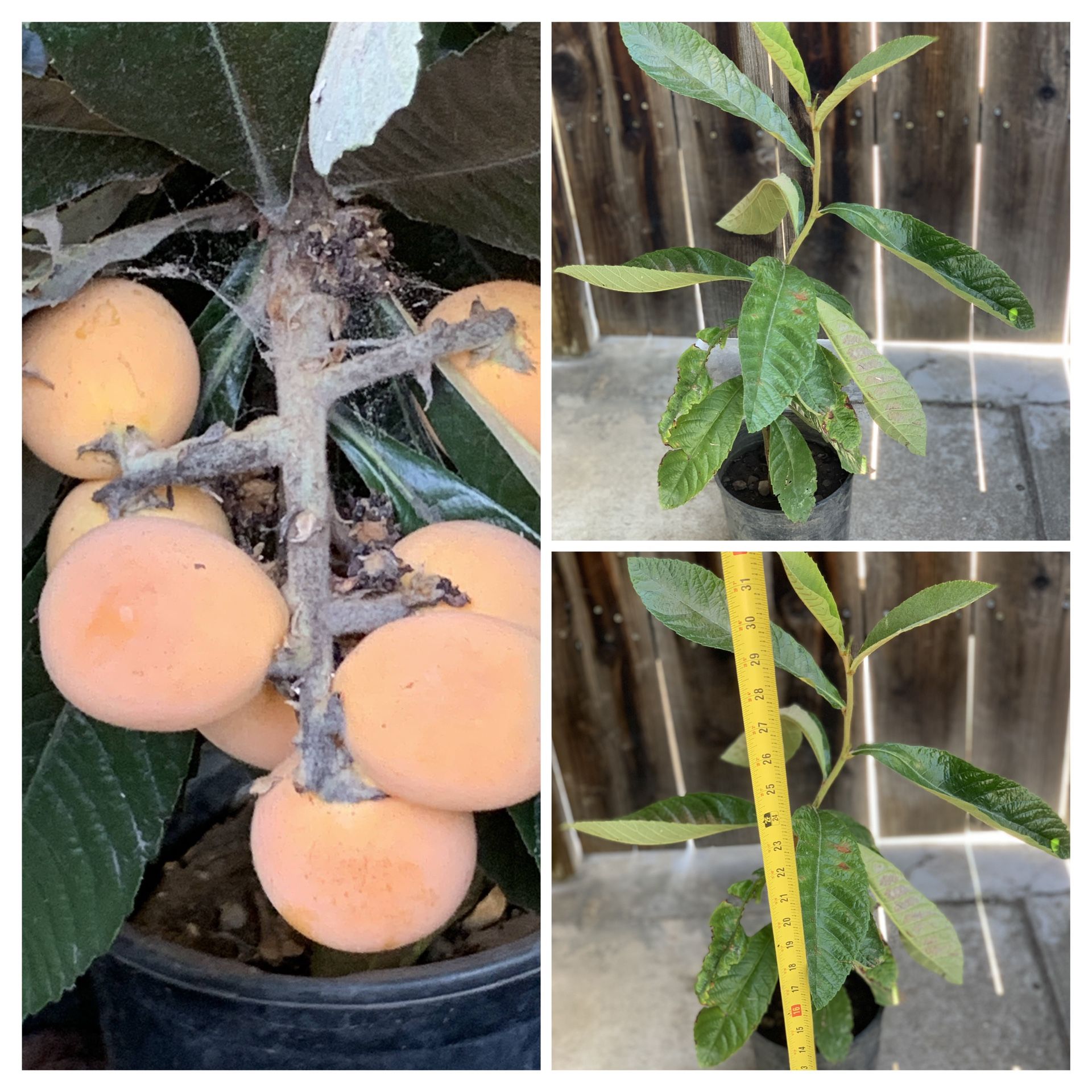 Sweet Loquat fruit tree Live Plant (枇杷) Nispero Pipa in 1 Gallon Pot  Cash only  