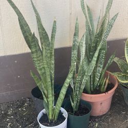 Snake Plants