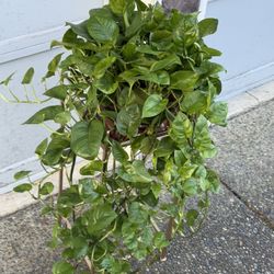 Huge Variegated Monet Sol Pathos