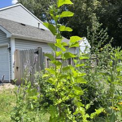 Black Mulberry Sapling