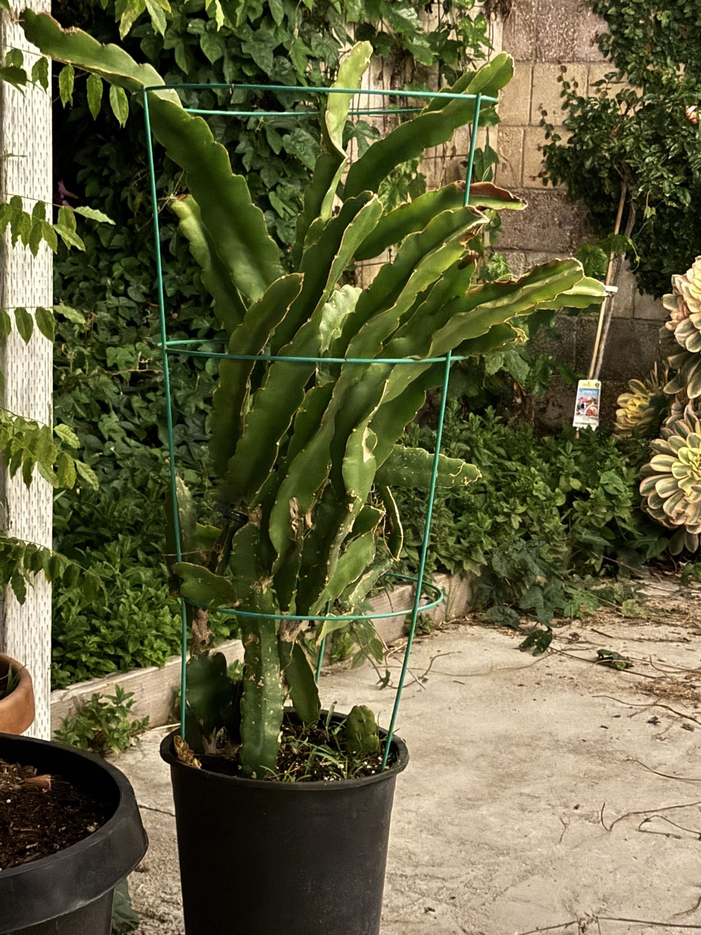 Dragon Fruit Cactus