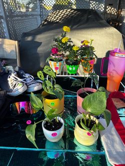 Hand painted pots with plants