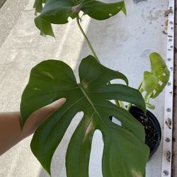 Monstera Deliciosa in 3 Gallon Pot