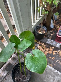 Hoja santa