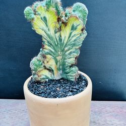 Cereus Peruvianus Monstrose Crested Variegated
