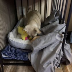 co sleeeper dog kennel