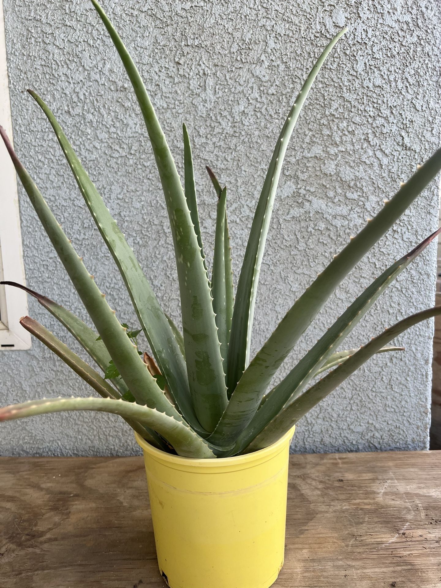 Aloe Vera Plant