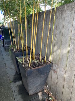 (2) Pots of Golden bamboo