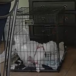 Dog crate , kennel large $25