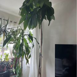 9ft Lucky Money Tree Indoor Plant