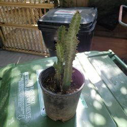 Cactus