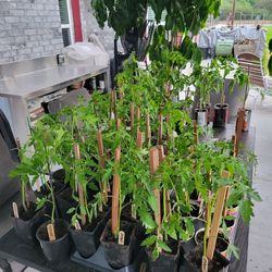 Organic Tomato plants