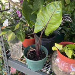 Alocasia Dark Steam