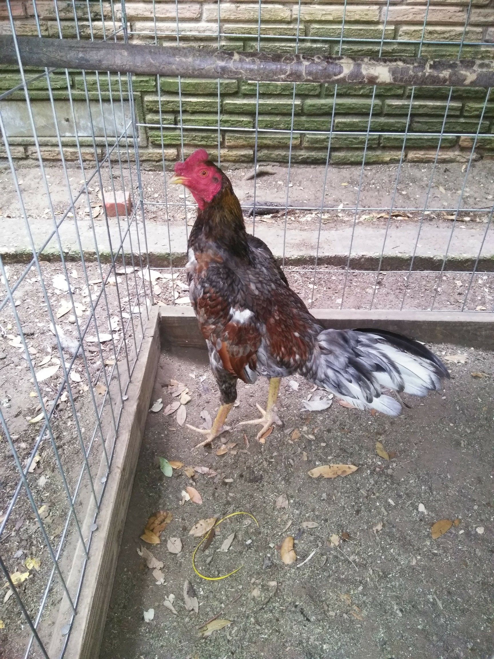 Gallo asil