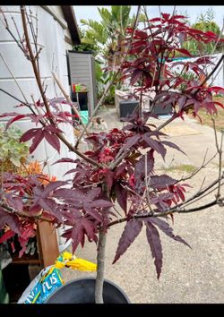 Bloodgood Japanese Maple - Healthy!