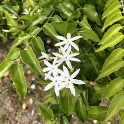 Fragrant jasmine flowers blossoms fresh small variety