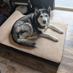 Jumbo Dog Bed - 7-inch Thick Memory Foam