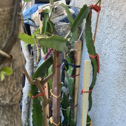 Dragon Frui